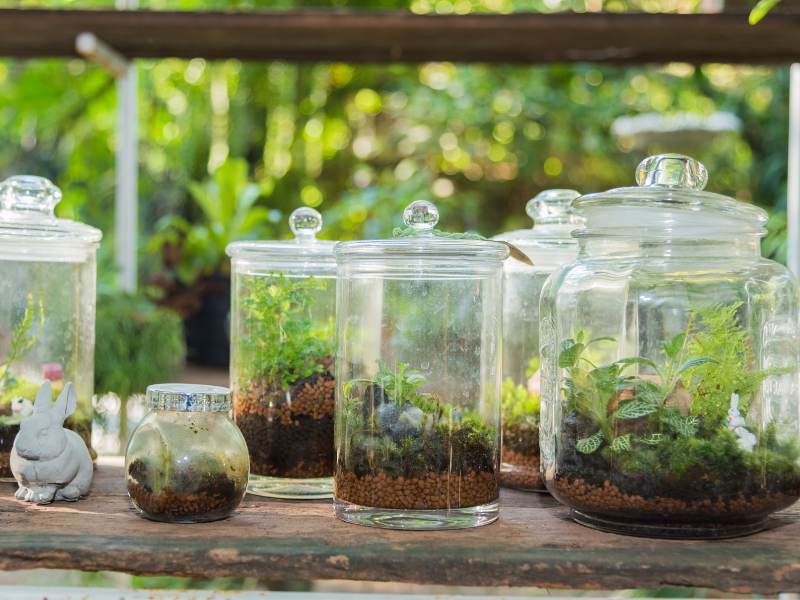 Expert on Creating Terrariums to Speak at Fayette Master Gardener Association