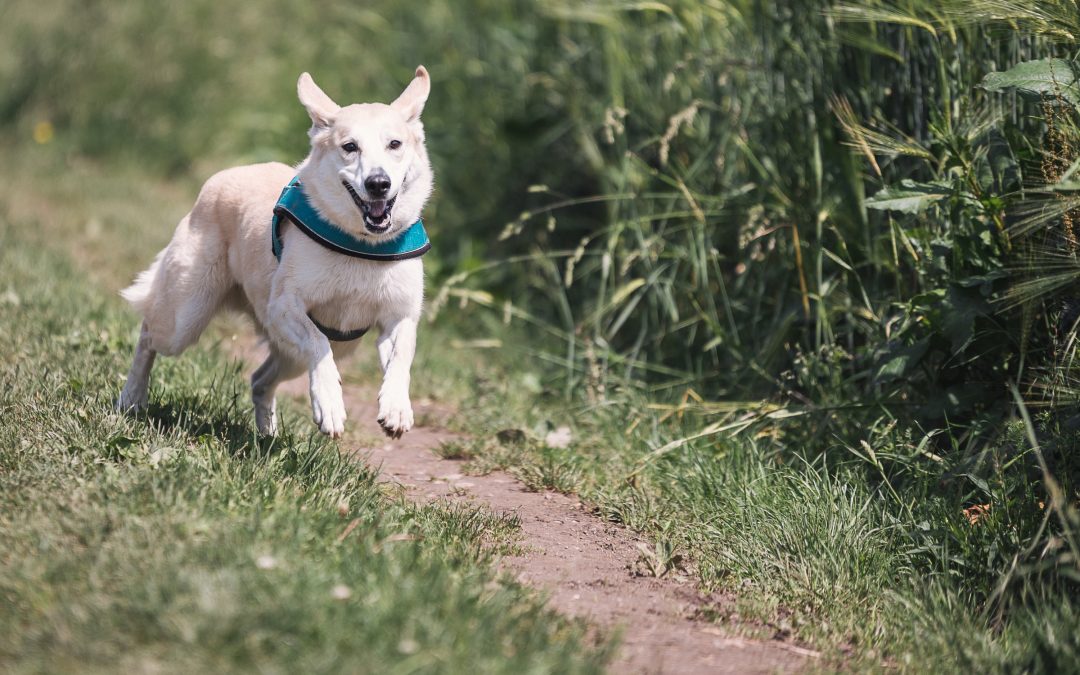 Enjoy Quality Time with Your Pup at Fayetteville’s Private Dog Parks!